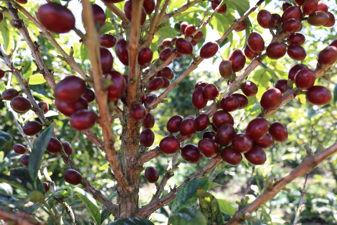 Cerise de Bourbon Pointu