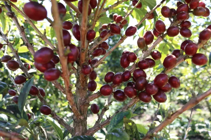 Cerise de Bourbon Pointu
